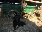 Dondi-Yurt-10